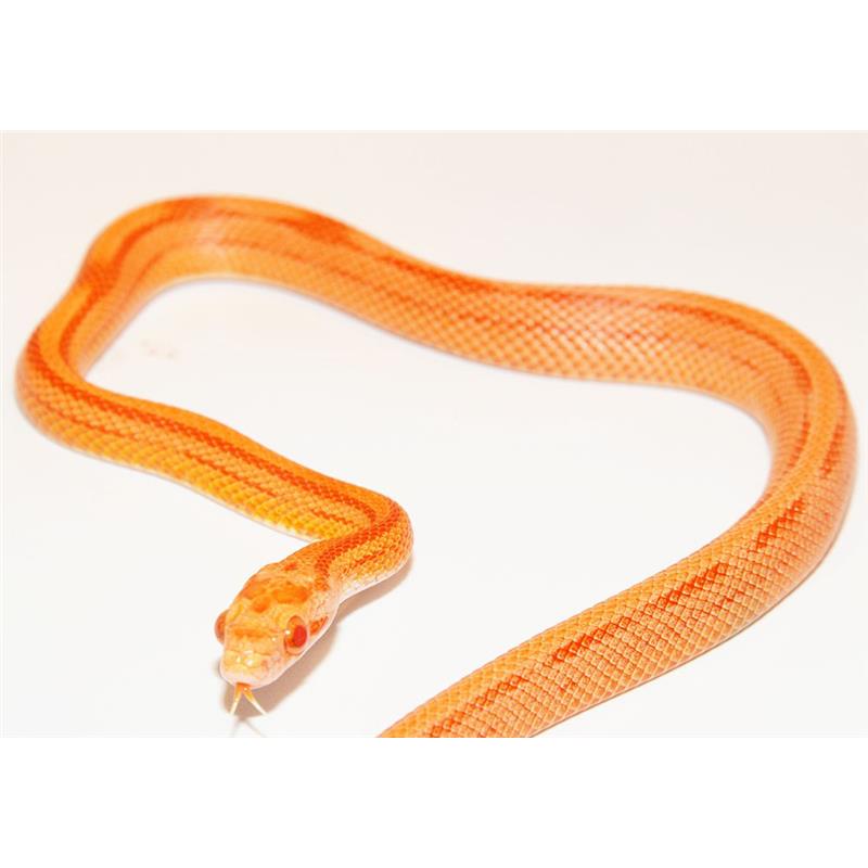 Sarpe Elaphe guttata Motley striped (Corn Snake) - imagine 4